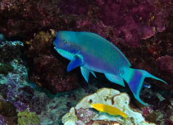 Blue Head Parrotfish